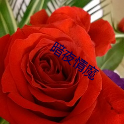 暗夜情魔