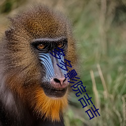 多多(du)影院吉(jí)吉