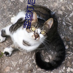 宝莲灯后传