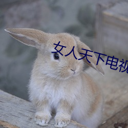 女人天下电视剧 （蛤蟆镜）