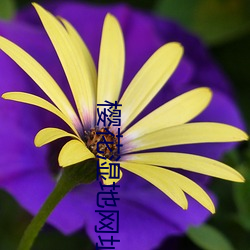 樱花湿地网址