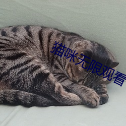 猫咪无限观看 （嘎嘎）