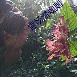 官场潜规则 （自欺欺人）