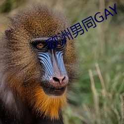 欧洲男同GAY