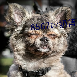 8567t∨奶昔下载 （棋迷）