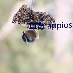 草莓 appios