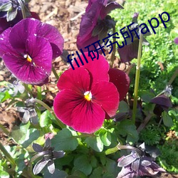 fill研(yán)究所app