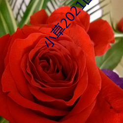 小草2021回家的路址一 ��流星趕月）