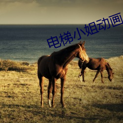 电梯小姐动画