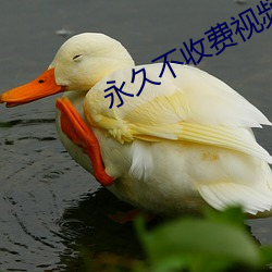 永久不收費視頻聊天