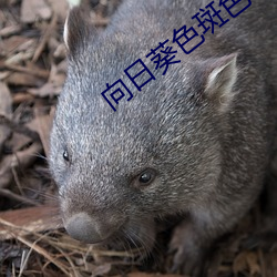 向日葵色斑色斑一二区
