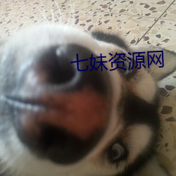 七妹资(zī)源网