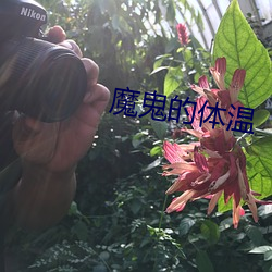 魔鬼的体温