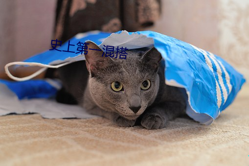 九游会登录j9入口 - 中国官方网站 | 真人游戏第一品牌