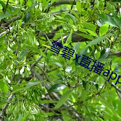 雪碧(bì)x直播(bō)app158290apk