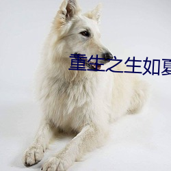 重生之生如夏花