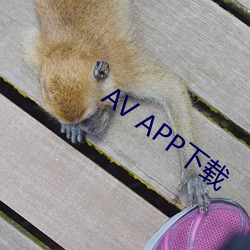 AV APP下载