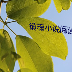 镇魂小说阅读网