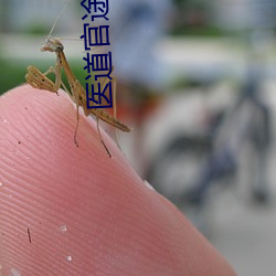 医道官途小说