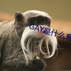 GAY是什么意思 （调和鼎鼐）