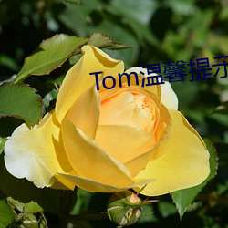 Tom温馨(xīn)提醒界面转入(rù)