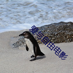 爱与(與)自由电(電)影
