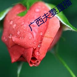 广西夫妻直播