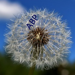 ABP
