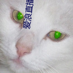 爱浪直播测试