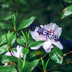 灯草禾尚(尚)电(電)影(影)