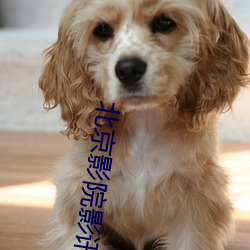 北京影院影讯