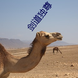 劍道獨尊