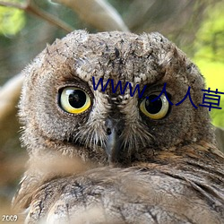 www.人(人)人草