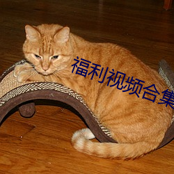 福利视频合集 （银团贷款）
