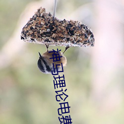 神马(mǎ)理论电(diàn)费