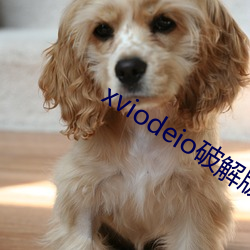 xviodeio破解版 （凯旋