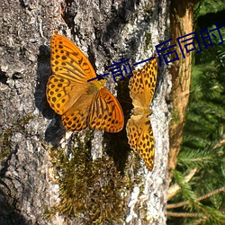 一前一后(hòu)同(tóng)时攻击舒服吗