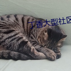 丁香大型社区
