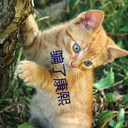 骗了康熙