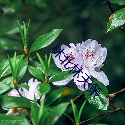林北林天策