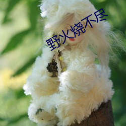 野火烧(shāo)不尽