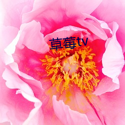 草(草)莓tv