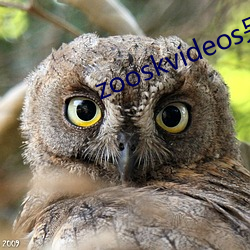 zooskvideos另类(類)大全