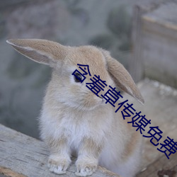 含羞草传媒免费下载 （应标