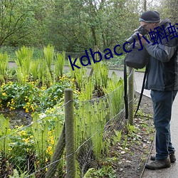 kdbacc小蝌蚪官方