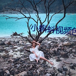 小蝌蚪视频色 （金钱松）