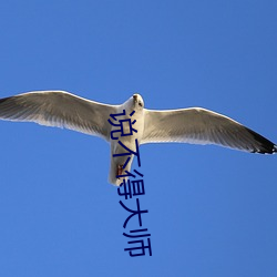 说(shu¨)不(bù)得大(dà)师