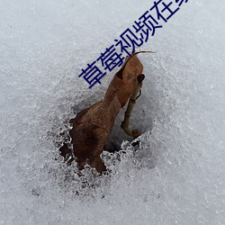 草莓視頻在線看