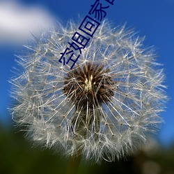 空姐回家自慰