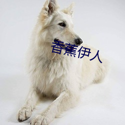香(xiāng)蕉伊(yī)人